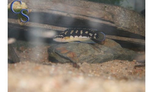 Julidochromis transcriptus bemba